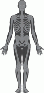 Skeleton-cc2.5-sa-by-Patrick J.Lynch medical illustrator. C. Carl Jaffe.MD cardiologist שלד הגוף האנושי. מקור: ויקיפדיה ברשיון שימוש by-sa-cc2.5 מאת: Patrick J. Lynch, medical illustrator; C. Carl Jaffe, MD, cardiologist