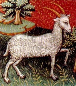 Capricorn-PD-medieval book of astrology מזל גדי. מקור: ויקיפדיה ברשיון שימוש חופשי. איור מתוך : medieval book of astrology